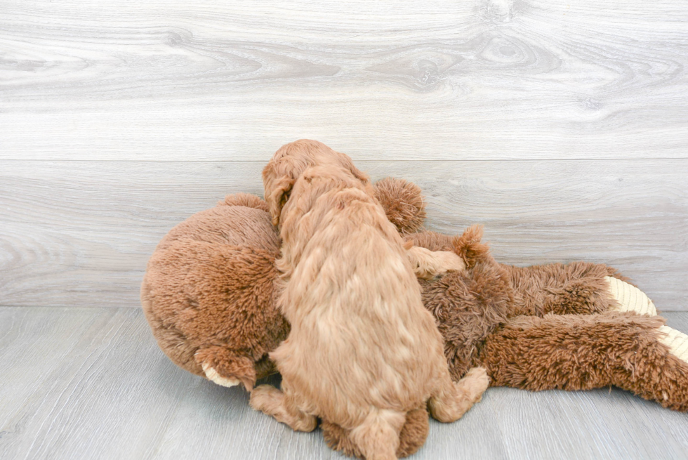 Smart Cavapoo Poodle Mix Pup