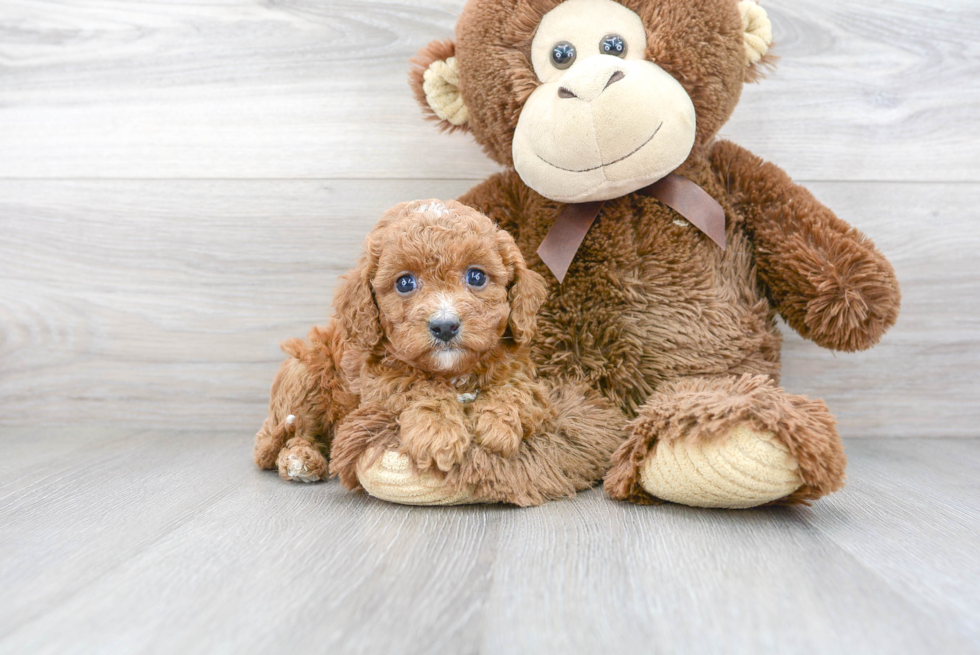 Cavapoo Pup Being Cute