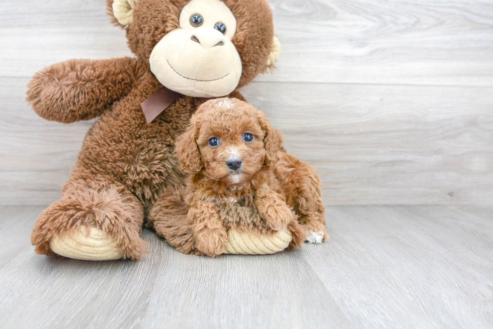 Cavapoo Pup Being Cute