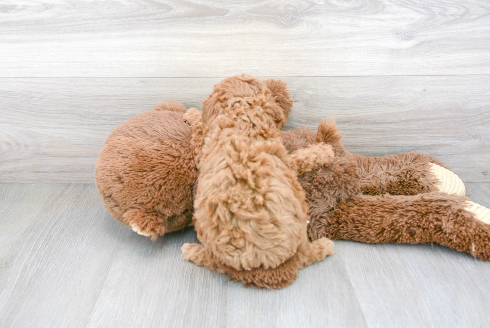 Cavapoo Pup Being Cute