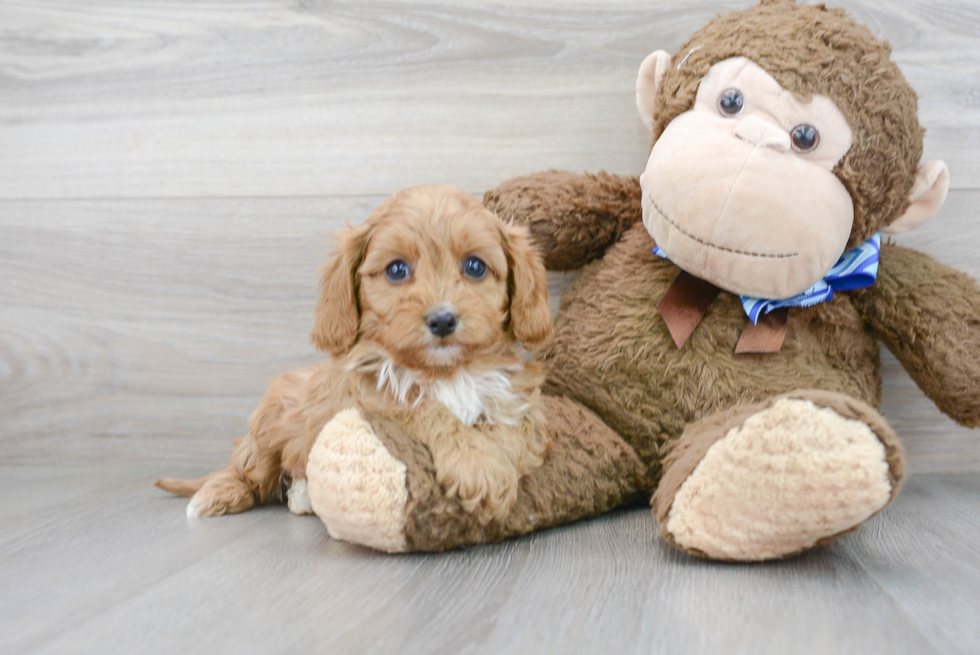 Cavapoo Pup Being Cute