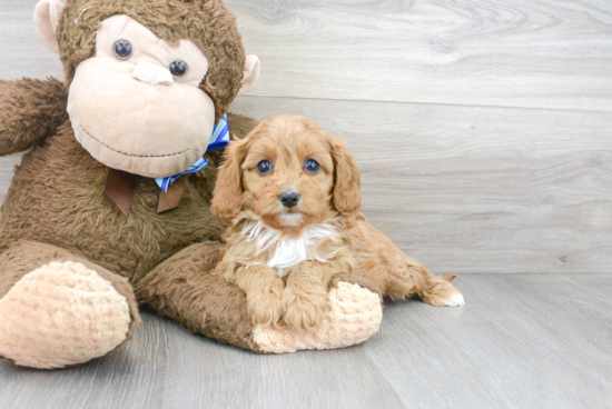 Smart Cavapoo Poodle Mix Pup