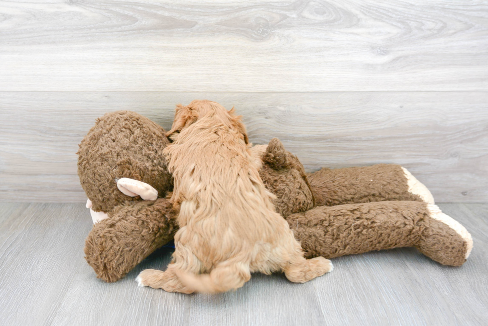 Smart Cavapoo Poodle Mix Pup