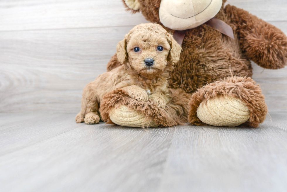 Best Cavapoo Baby