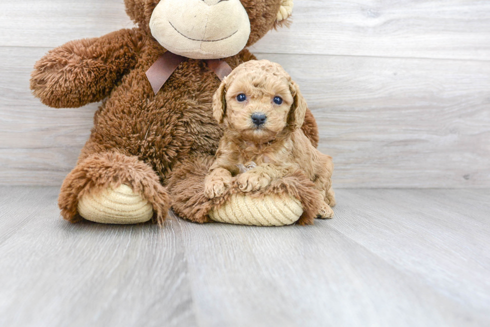 Cavapoo Puppy for Adoption