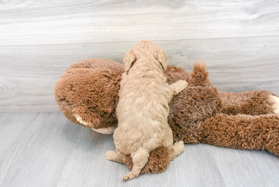 Adorable Cavoodle Poodle Mix Puppy