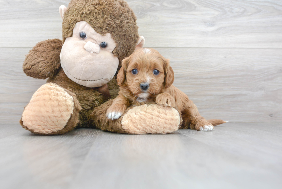 Cavapoo Puppy for Adoption