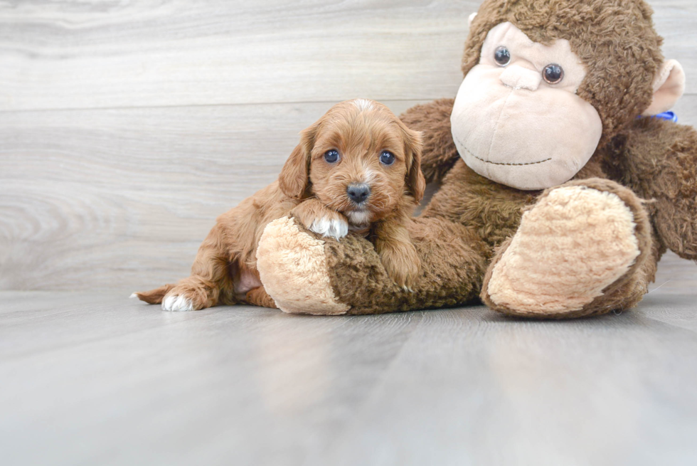 Hypoallergenic Cavoodle Poodle Mix Puppy