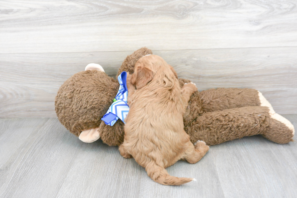 Popular Cavapoo Poodle Mix Pup