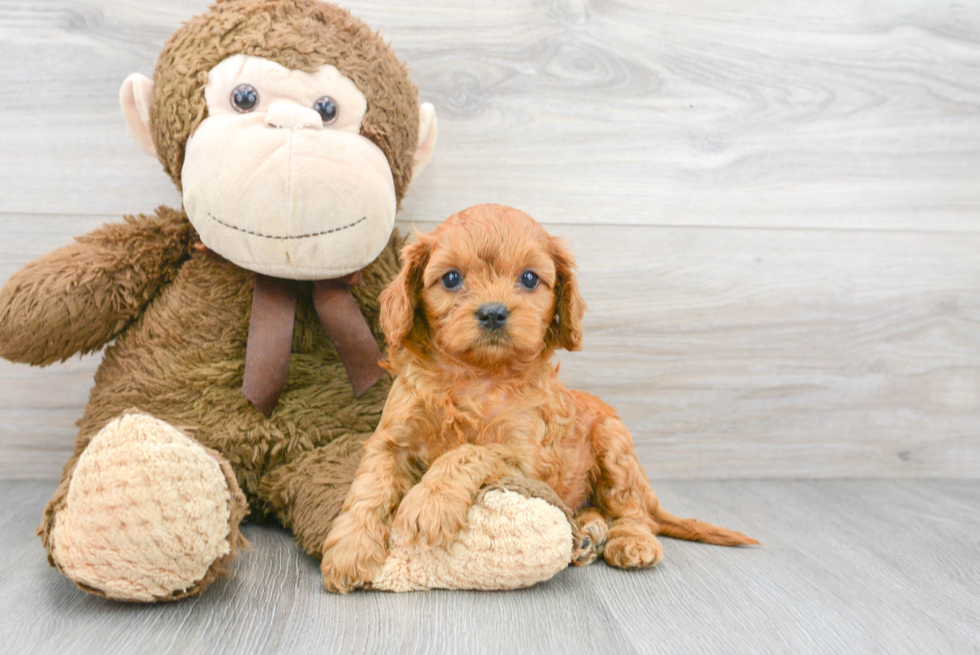 Funny Cavapoo Poodle Mix Pup