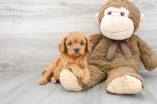 Cavapoo Pup Being Cute