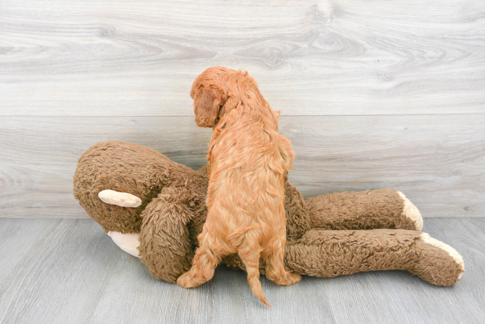 Little Cavoodle Poodle Mix Puppy