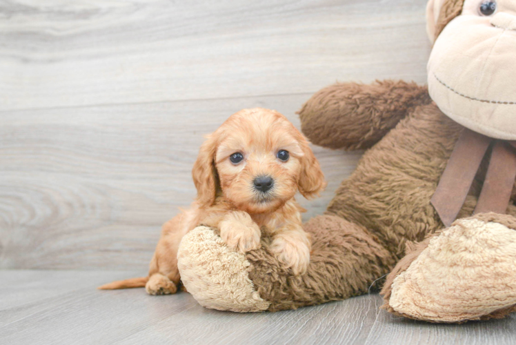 Cavapoo Puppy for Adoption