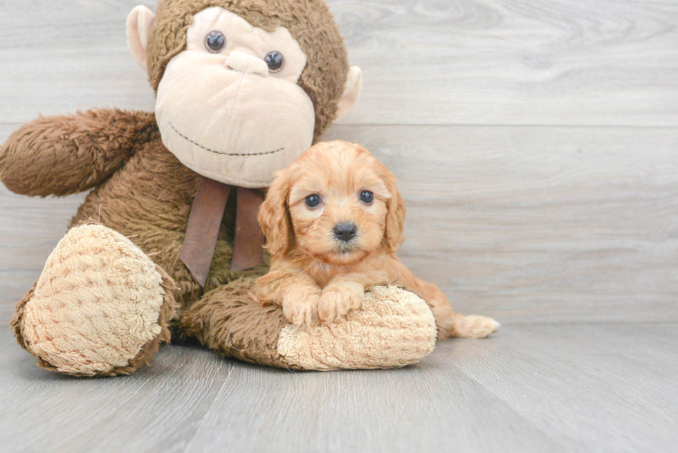 Adorable Cavoodle Poodle Mix Puppy