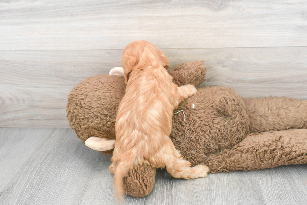 Smart Cavapoo Poodle Mix Pup