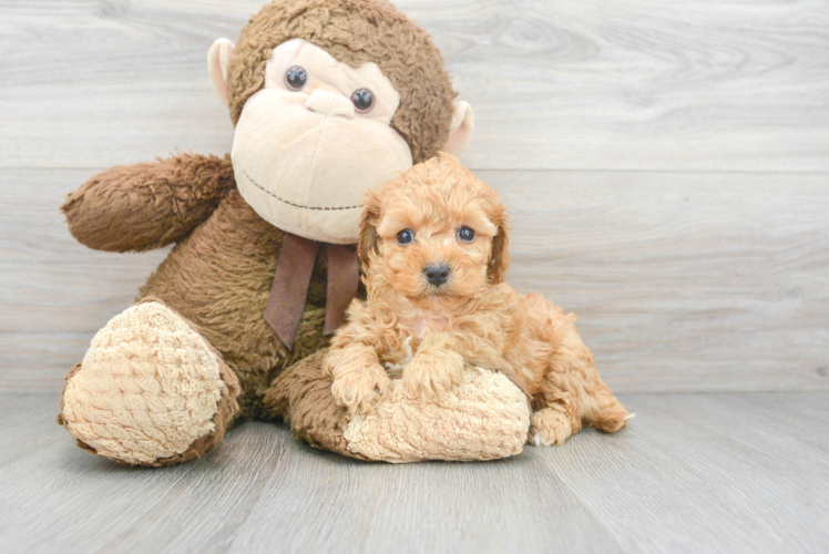 Cavapoo Puppy for Adoption