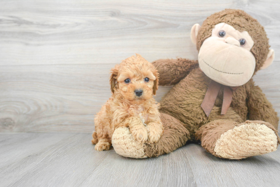 Cavapoo Pup Being Cute