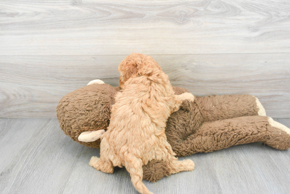 Playful Cavoodle Poodle Mix Puppy