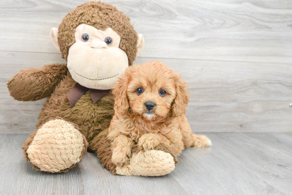 Best Cavapoo Baby