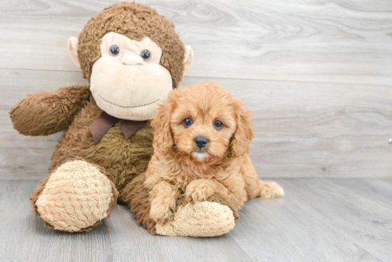 Best Cavapoo Baby