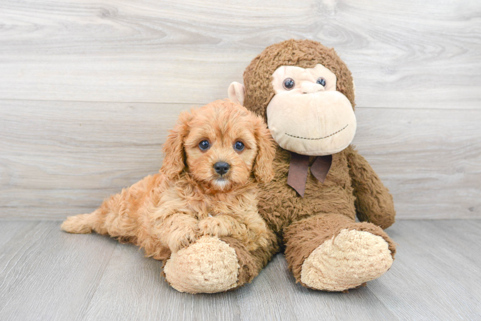 Best Cavapoo Baby