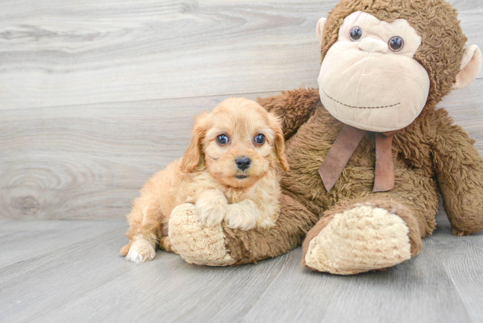 Best Cavapoo Baby