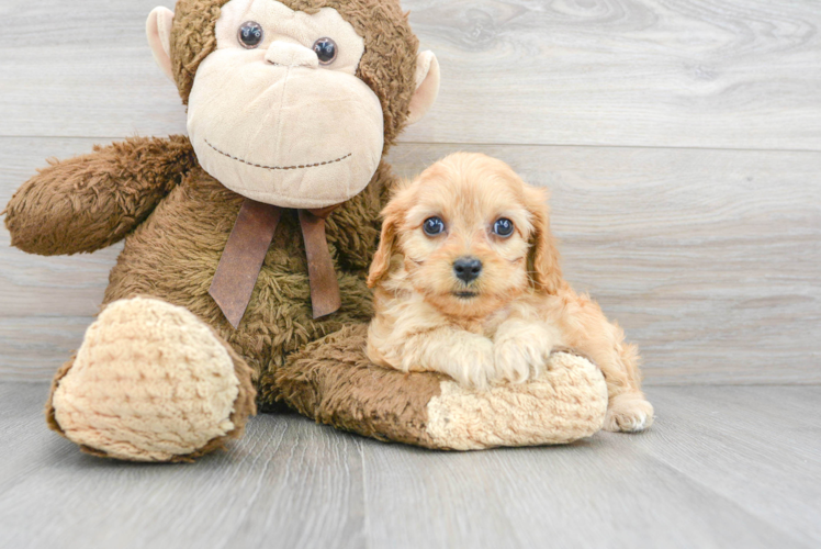 Cavapoo Puppy for Adoption