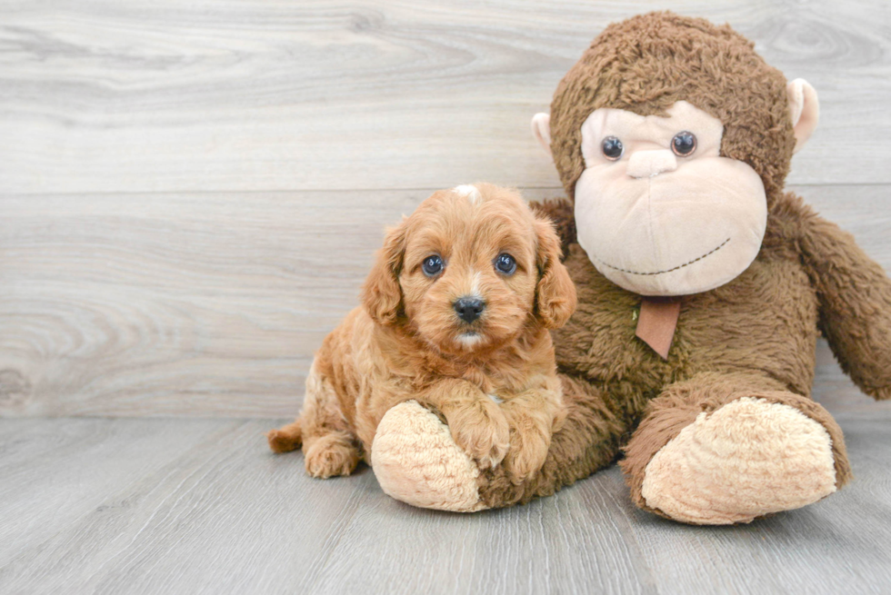 Cavapoo Puppy for Adoption