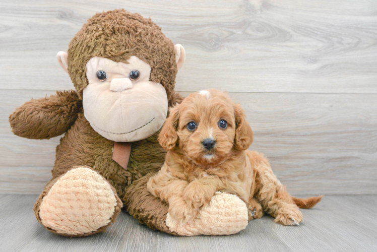 Little Cavoodle Poodle Mix Puppy