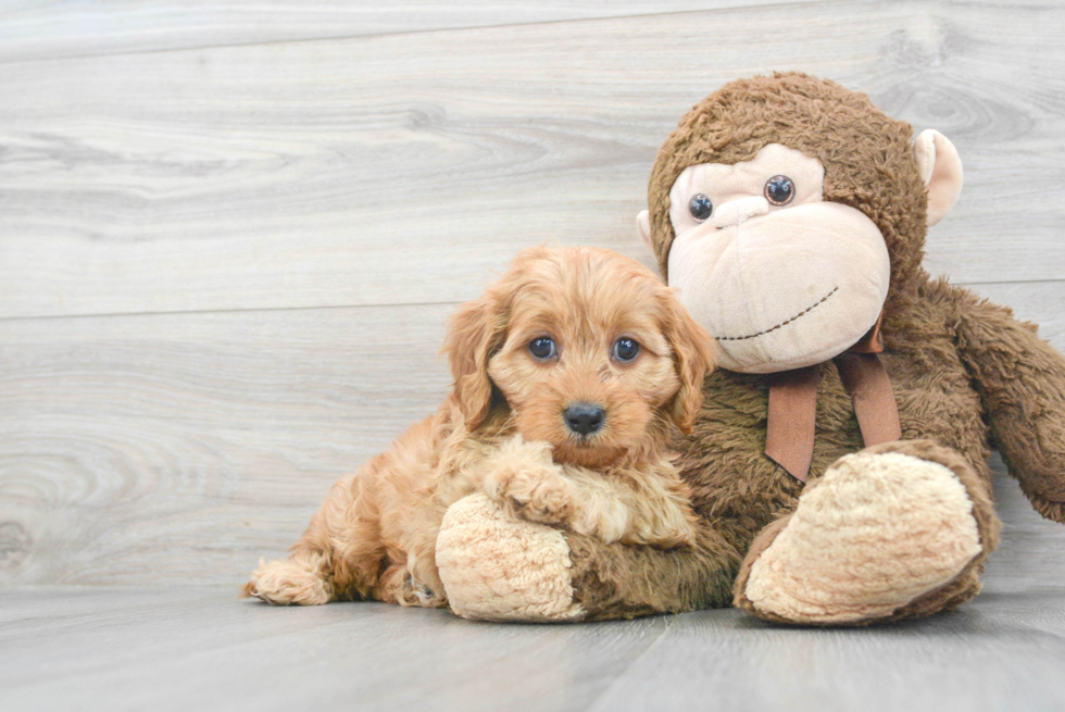 Popular Cavapoo Poodle Mix Pup