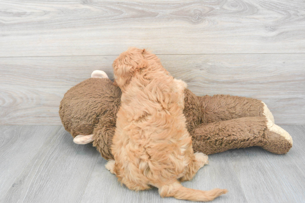 Adorable Cavoodle Poodle Mix Puppy