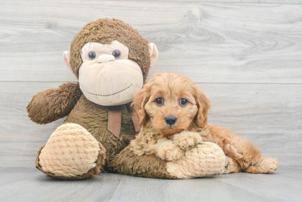 Cavapoo Pup Being Cute