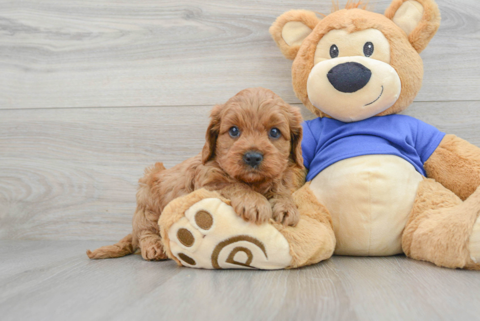 Cavapoo Puppy for Adoption