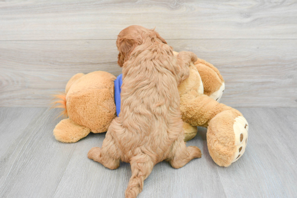 Cavapoo Pup Being Cute