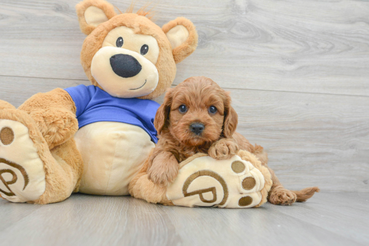 Cavapoo Pup Being Cute