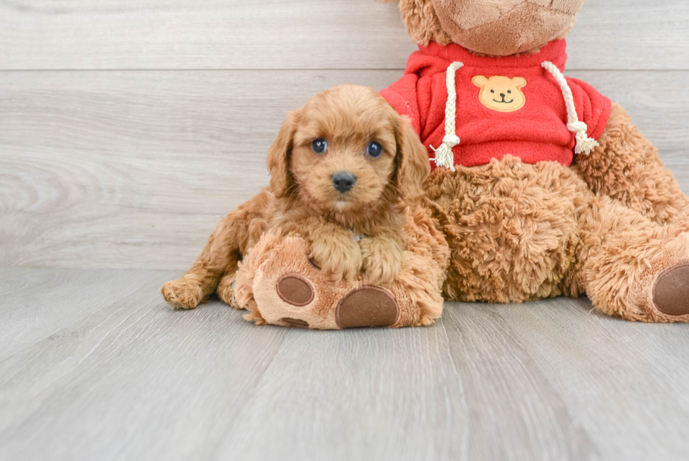 Hypoallergenic Cavoodle Poodle Mix Puppy