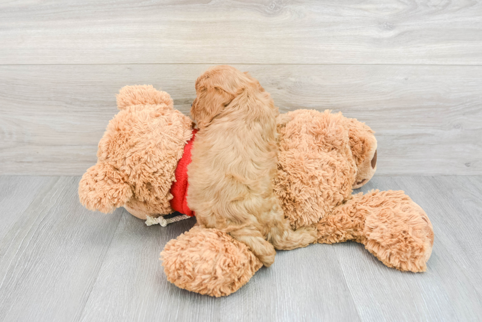 Popular Cavapoo Poodle Mix Pup