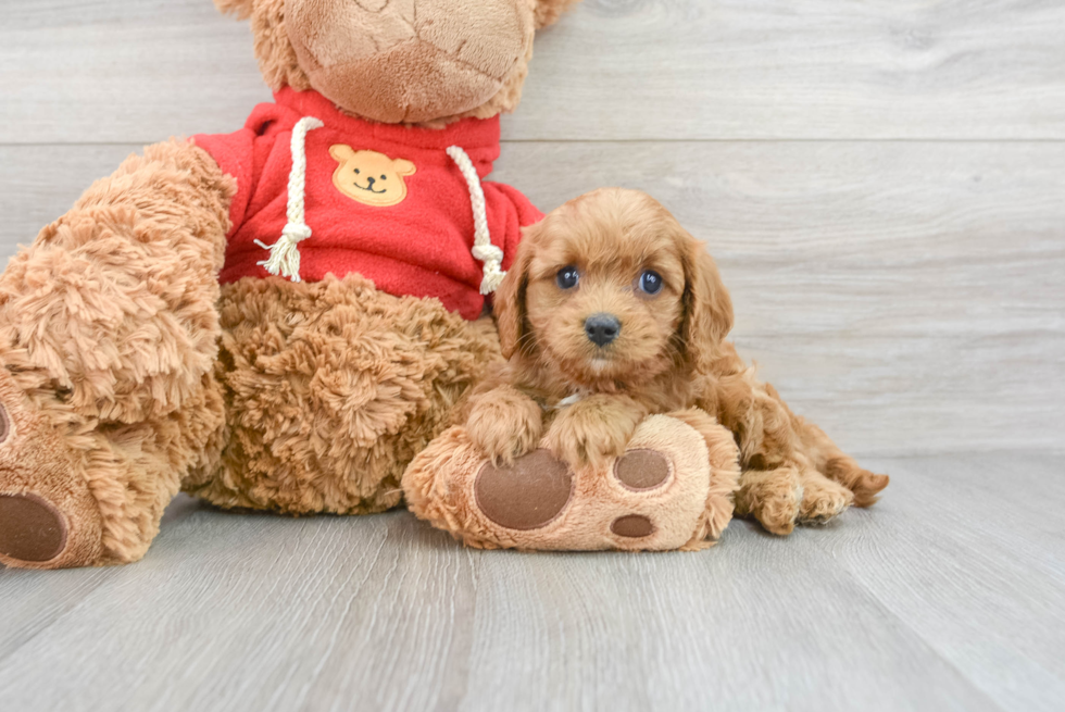 Fluffy Cavapoo Poodle Mix Pup