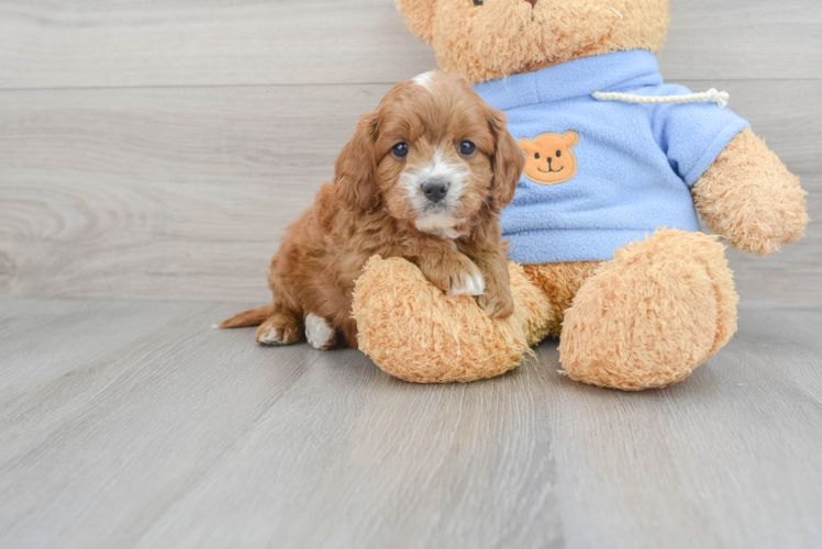 Cavapoo Pup Being Cute