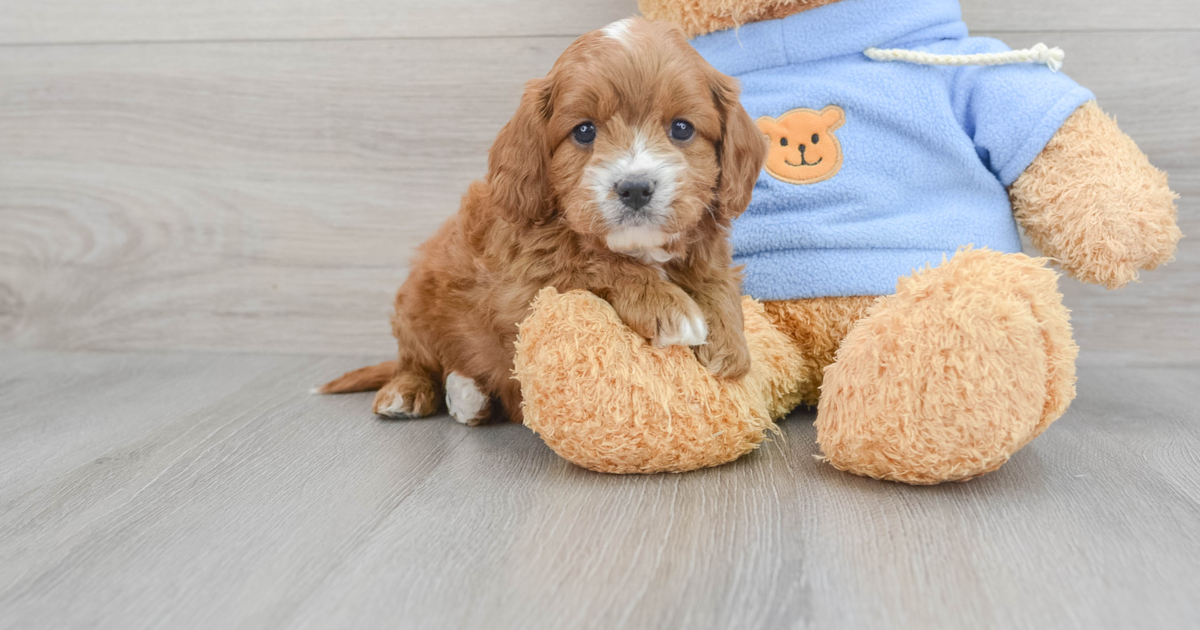 Adorable Cavapoo Heath: 4lb 6oz Doodle Puppy