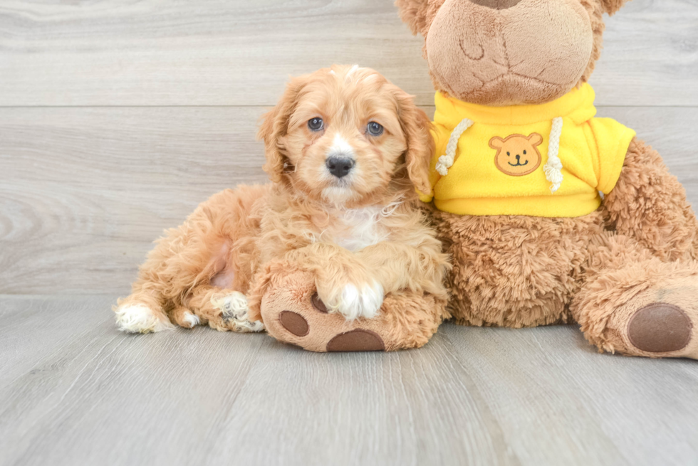 Popular Cavapoo Poodle Mix Pup