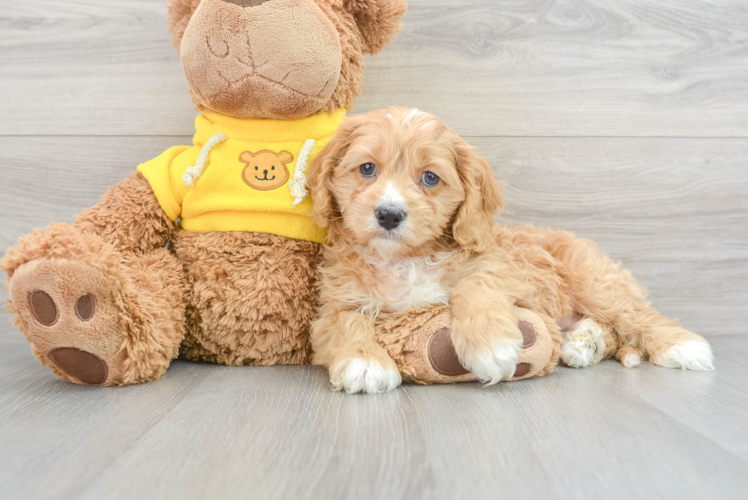 Best Cavapoo Baby
