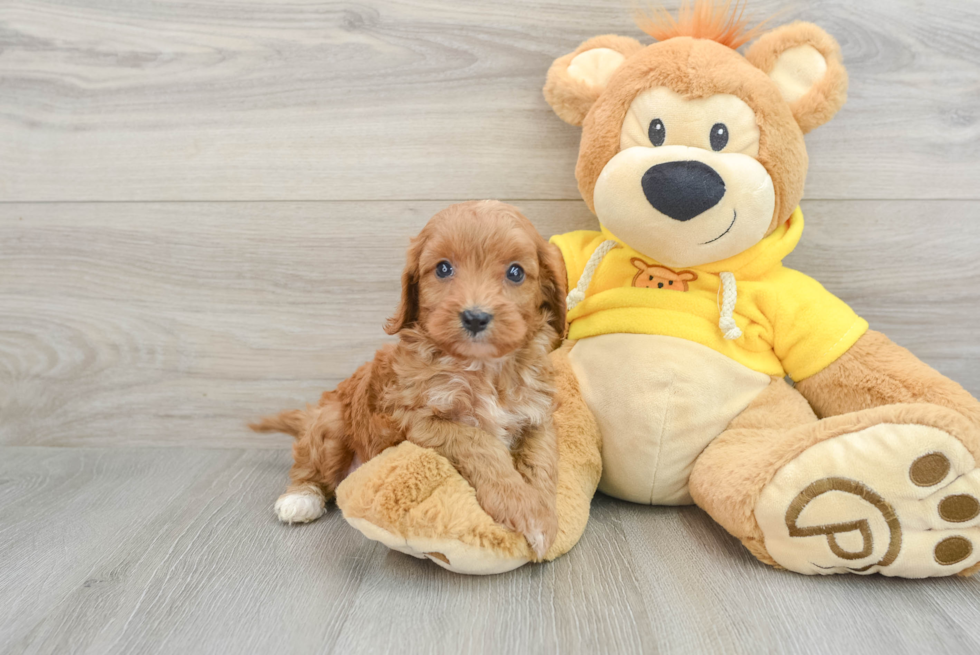 Popular Cavapoo Poodle Mix Pup