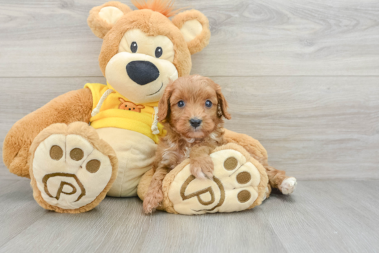 Cute Cavapoo Baby