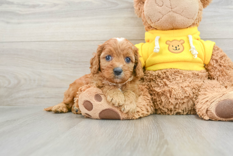 Playful Cavapoodle Poodle Mix Puppy