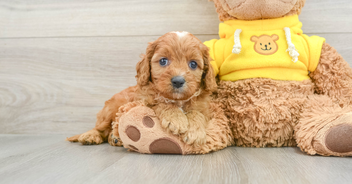 Energetic Cavapoo Heath: 6lb 10oz Doodle Puppy