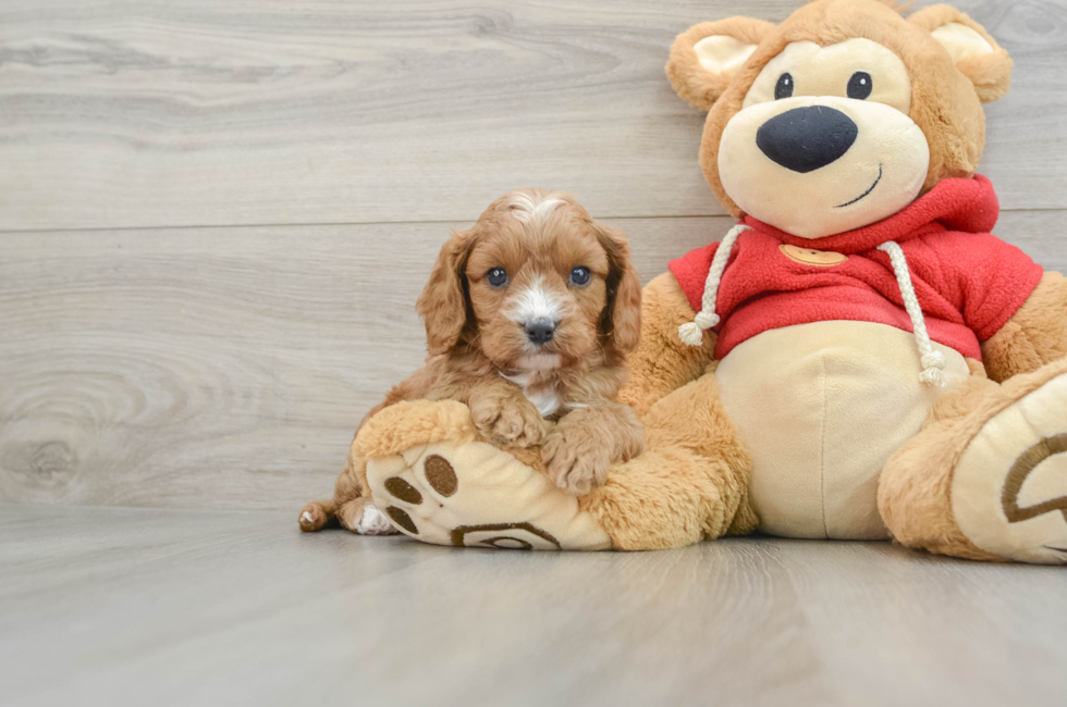 6 week old Cavapoo Puppy For Sale - Premier Pups