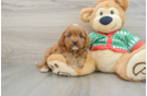 Best Cavapoo Baby