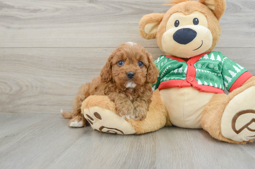 5 week old Cavapoo Puppy For Sale - Premier Pups