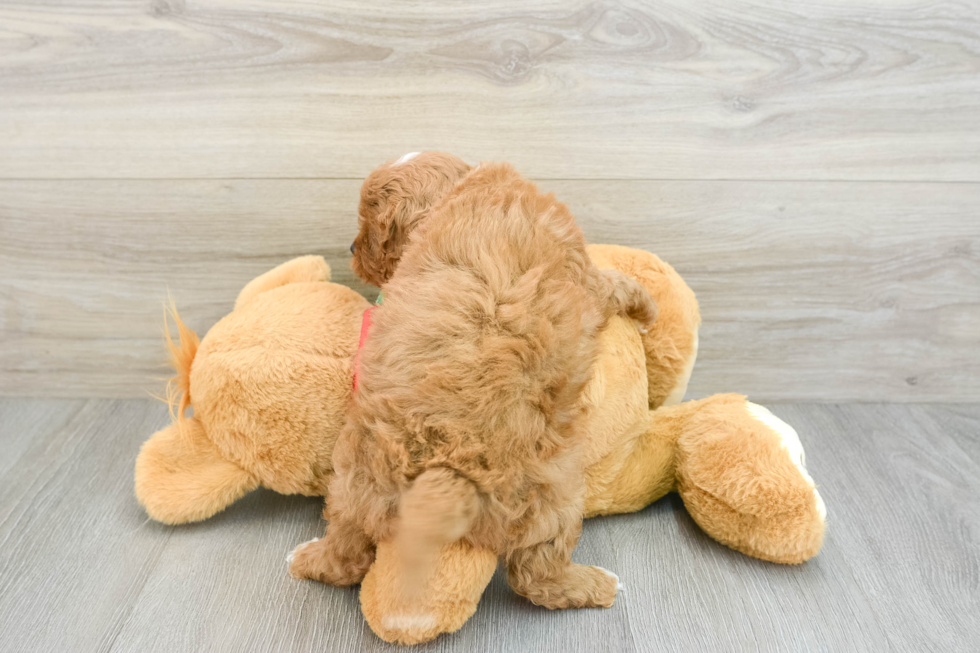 Cute Cavapoo Baby